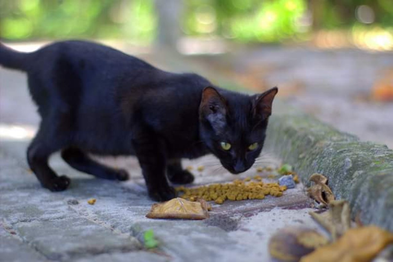 I Thailand og Brasilien er mange hunde og katte blevet efterladt under COVID-19-pandemien. Vi har uddelt foder, så de ikke skal sulte.