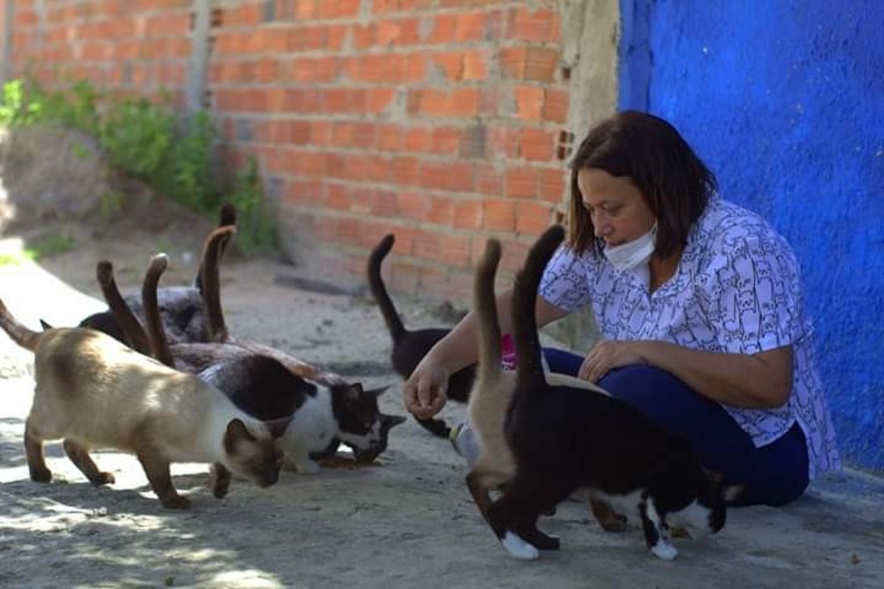 Vi har uddelt foder til sultne katte i Brasilien