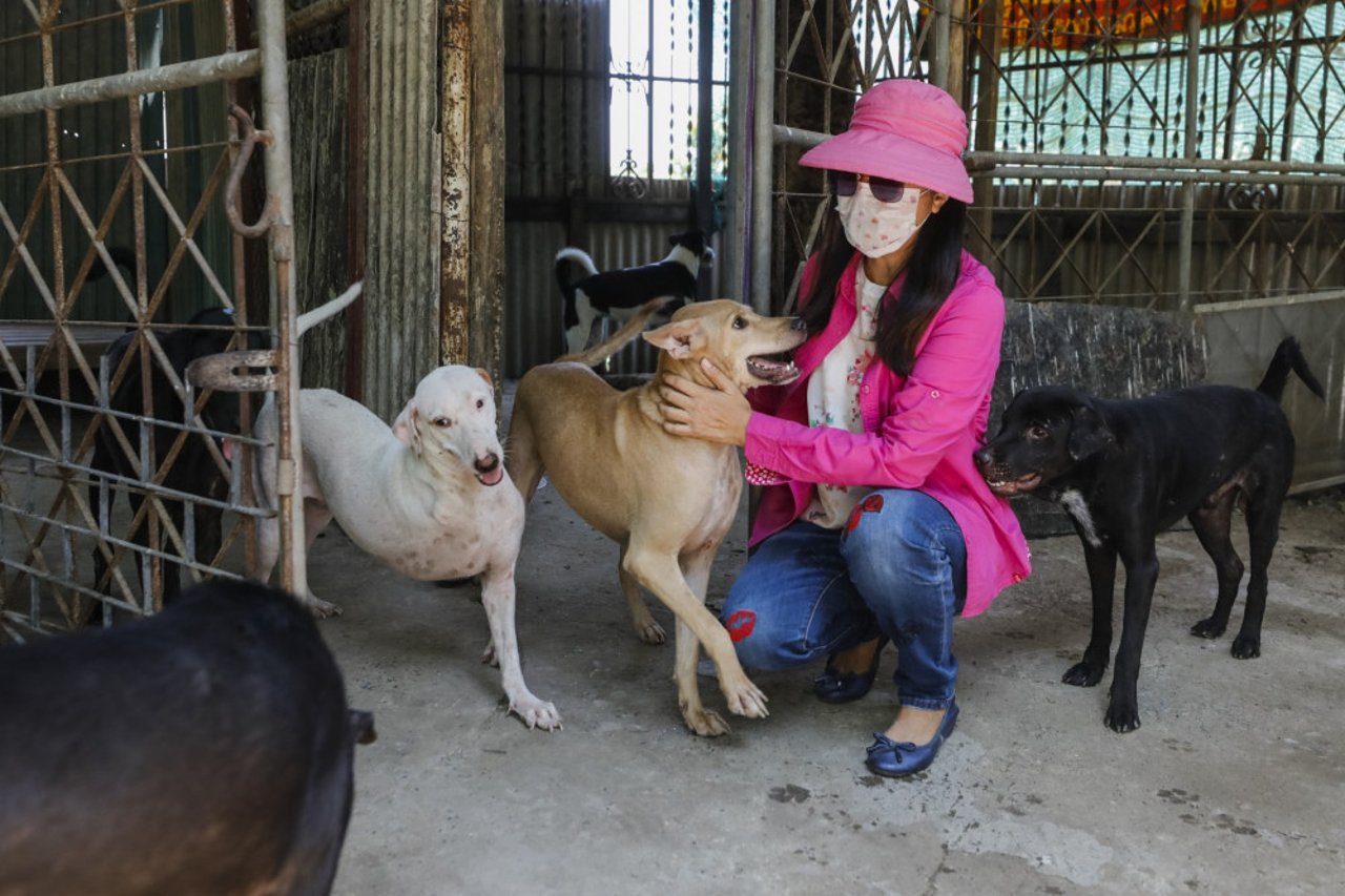 Vi har fodret hunde i Thailand