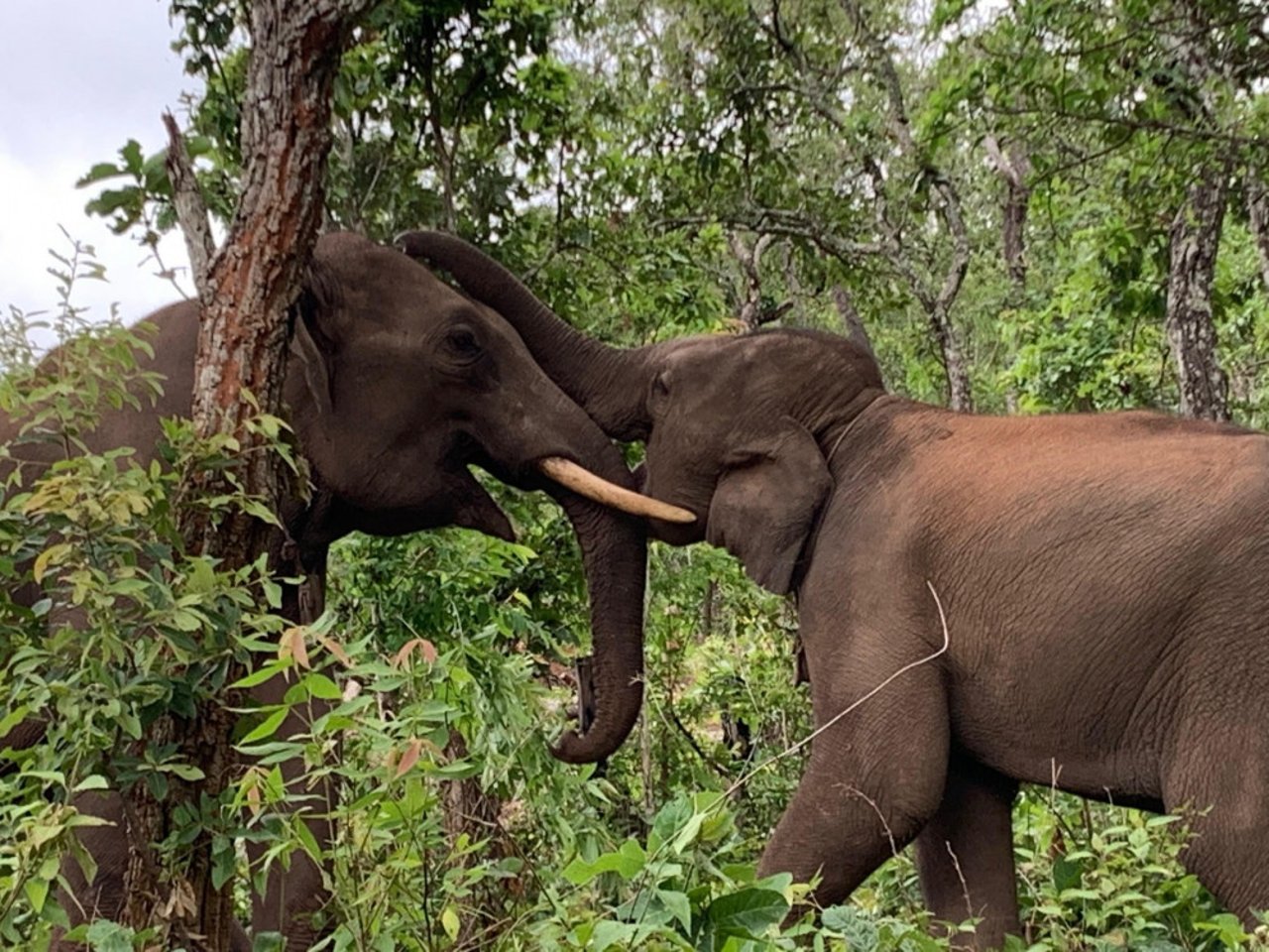 Elefanterne Boon Rott and Gen Thong leger i Kindred Spirit Elephant Sanctuart. Foto: Kindred Spirit Elephant Sanctuary