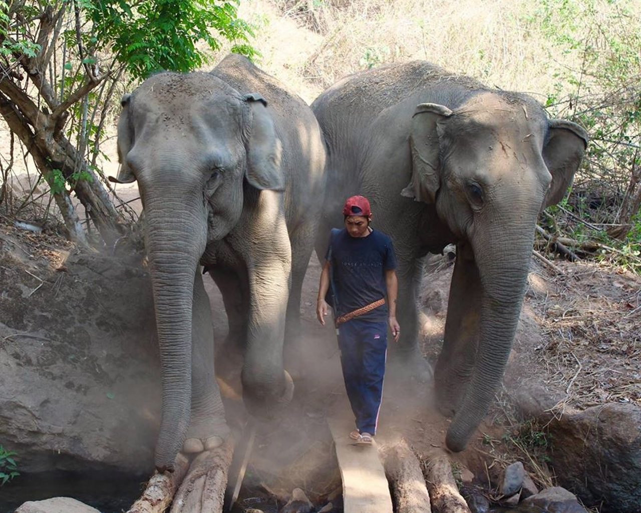 Glade elefanter i Mahouts Elephant Foundation