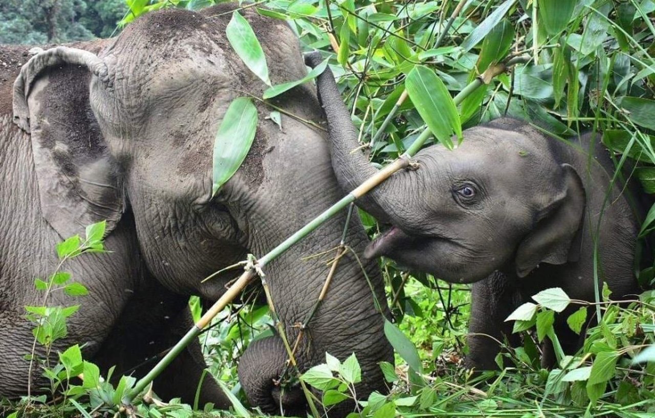 Glad elefantfamilie. Foto: Mahouts Elephant Foundation