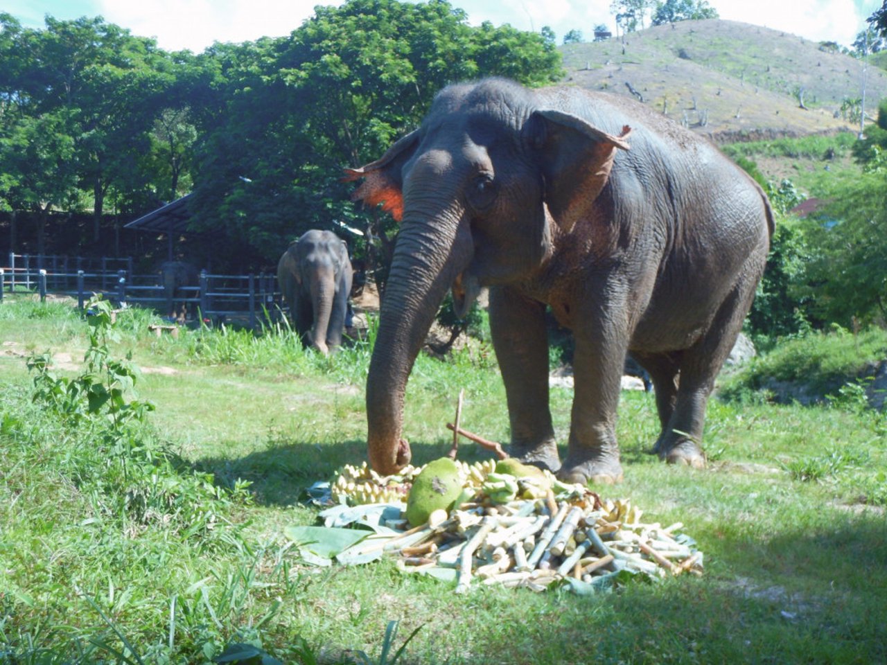 Foto: Burm and Emily’s Elephant Sanctuary