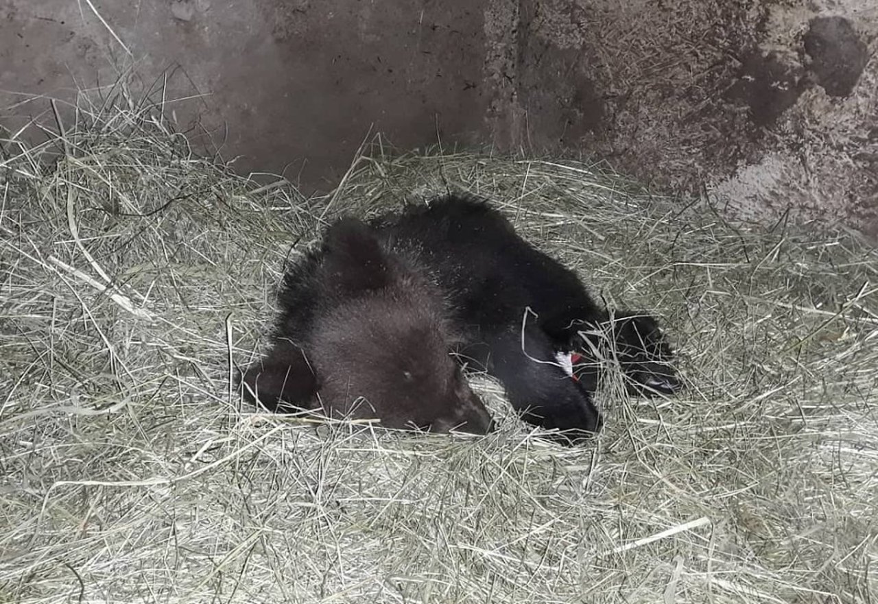 Bjørneungen Kenya sover