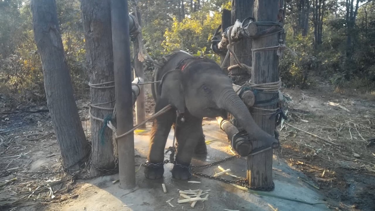  Undercover footage captured in 2018, 2019 and 2020 detailing the practices involved in training multiple baby elephants for use in the tourist industry. Credit: World Animal Protection