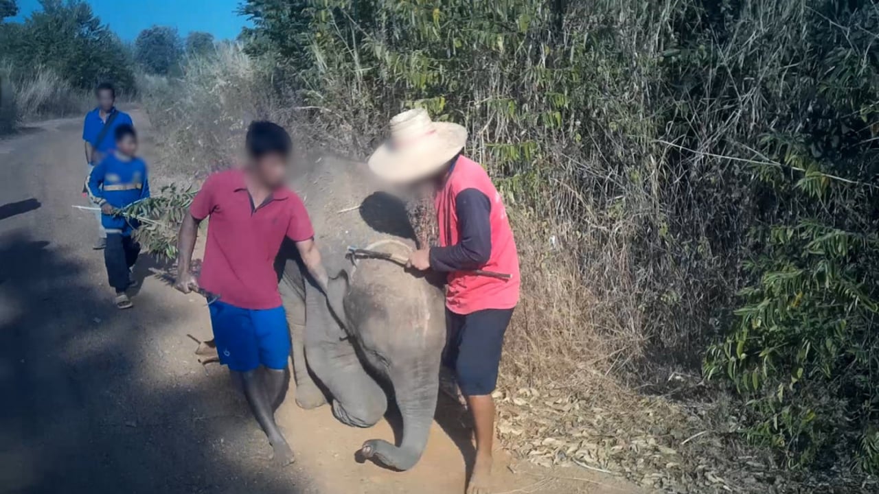 Elefanttræning