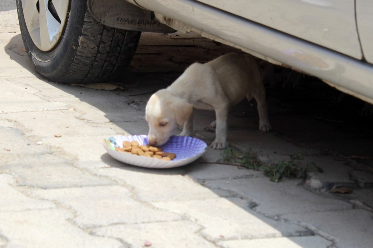 Frivillige hjalp os med at fodre hunde i Delhi under coronapandemien