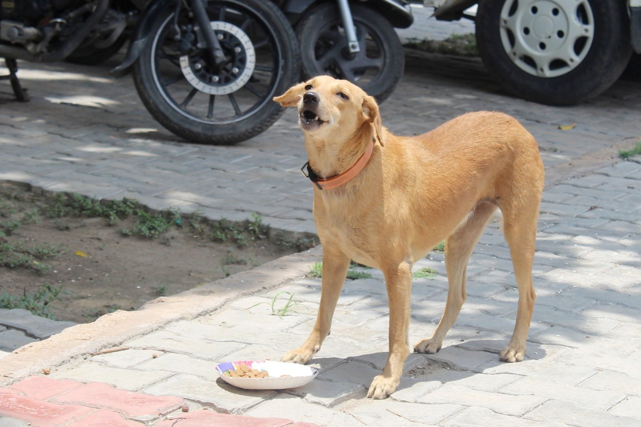 Vi har fodret gadehunde i Indien under coronapandemien