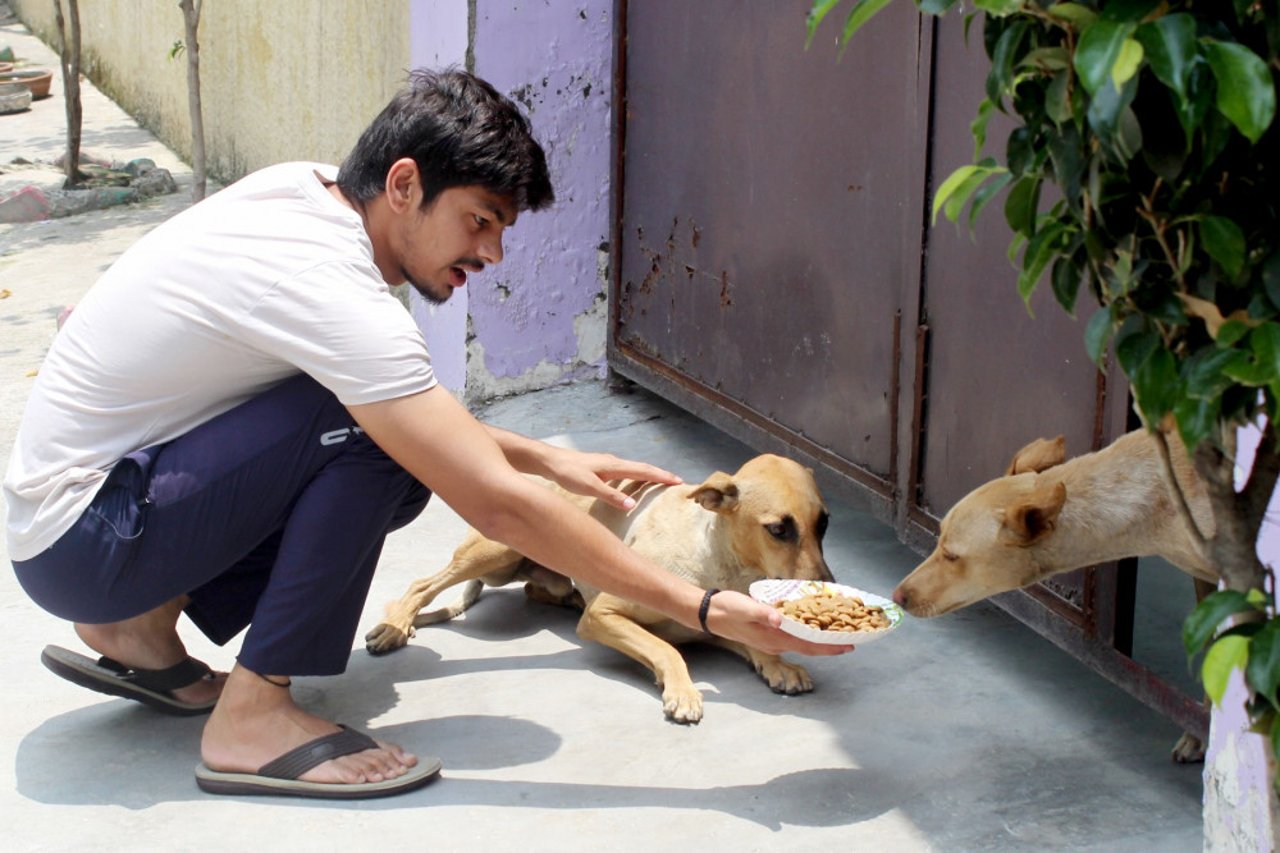 Frivillige hjalp os med at fodre hunde i Delhi under coronapandemien