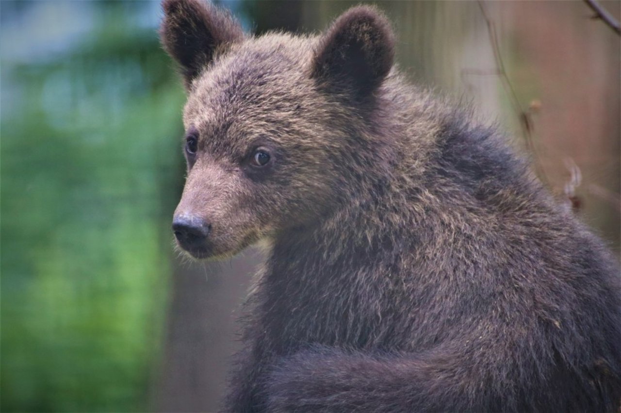 Reddet bjørneunge i Rumænien