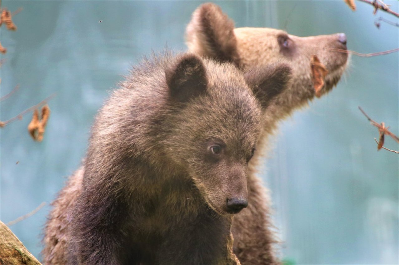 To reddede bjørneunger i Rumænien