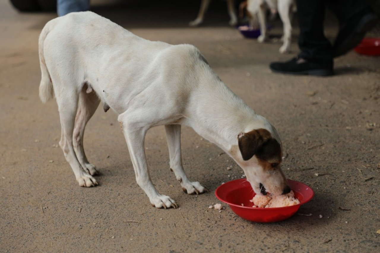 Hund får mad under coronakrisen