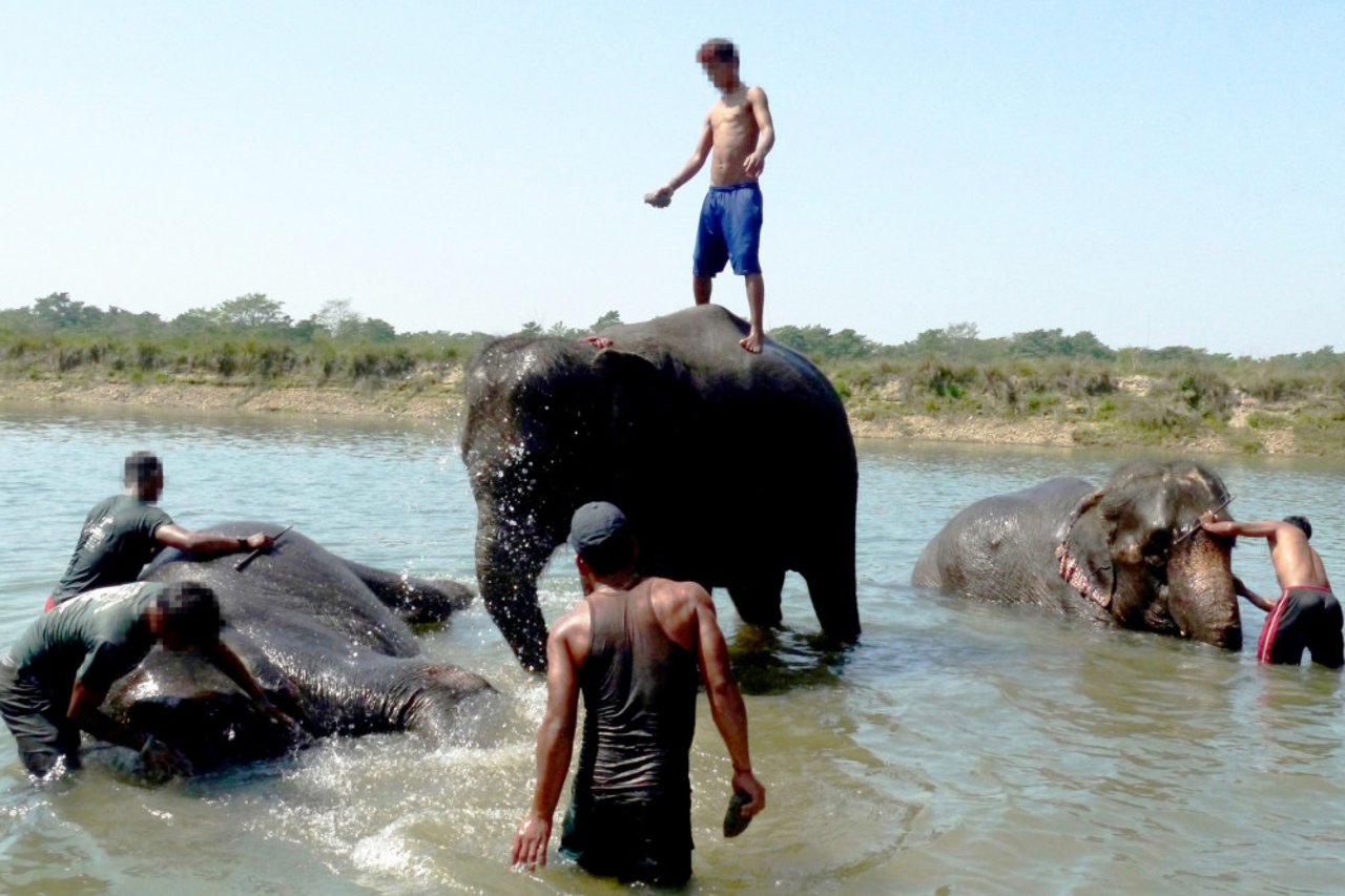 Elefantbadning og -vask er populære turistaktiviteter