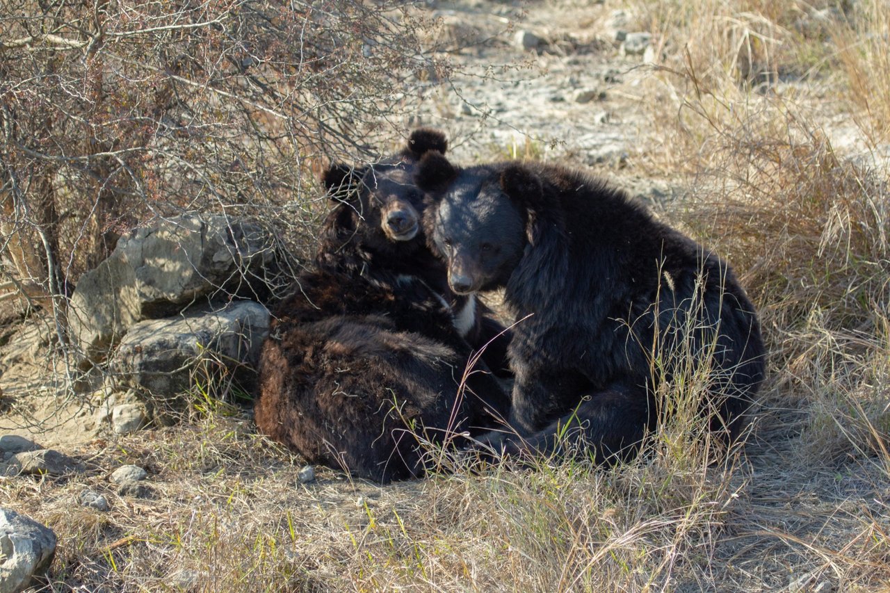 Pictured: Two rescued bears in our partner sanctuary.