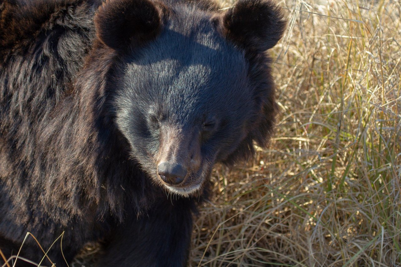 Pictured: Two rescued bears in our partner sanctuary.