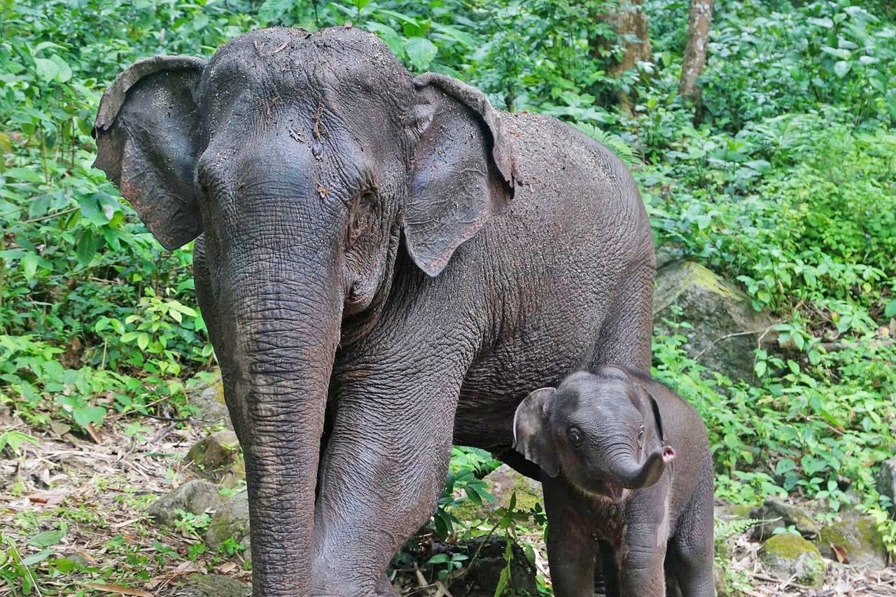 Glade elefanter i Mahouts Elephant Foundation