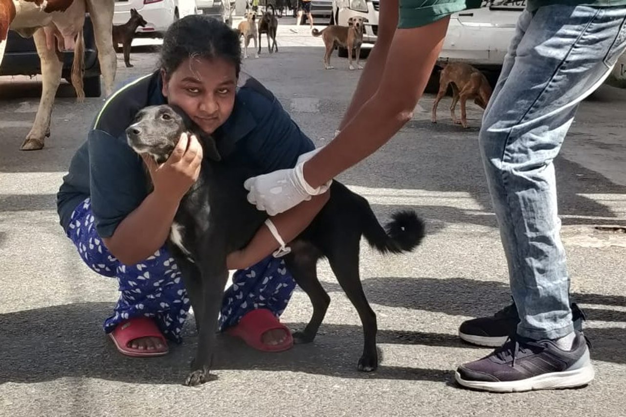 Hund bliver vaccineret mod rabies i Indien