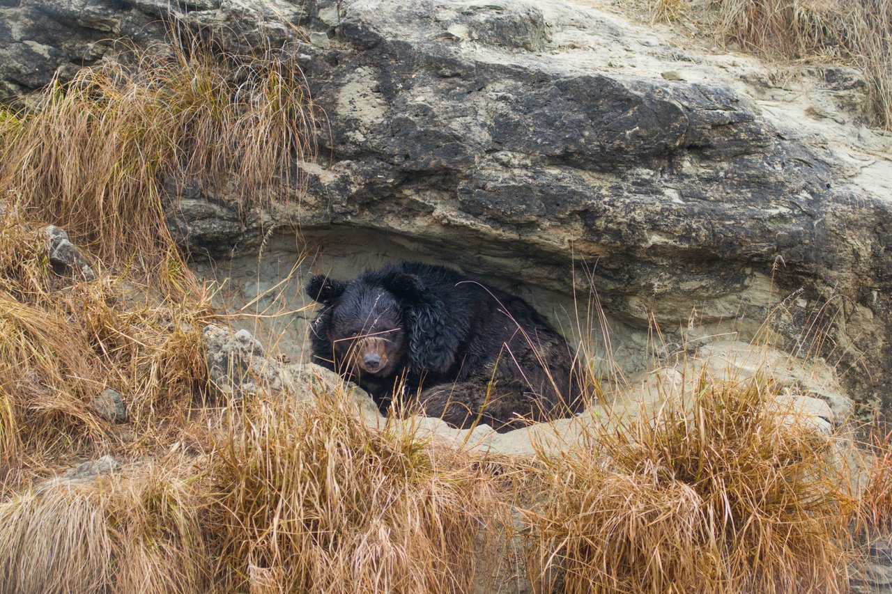 Bjørnen Anokha blev udnyttet som dansebjørn og til bjørne-hundekampe, inden vi reddede hende