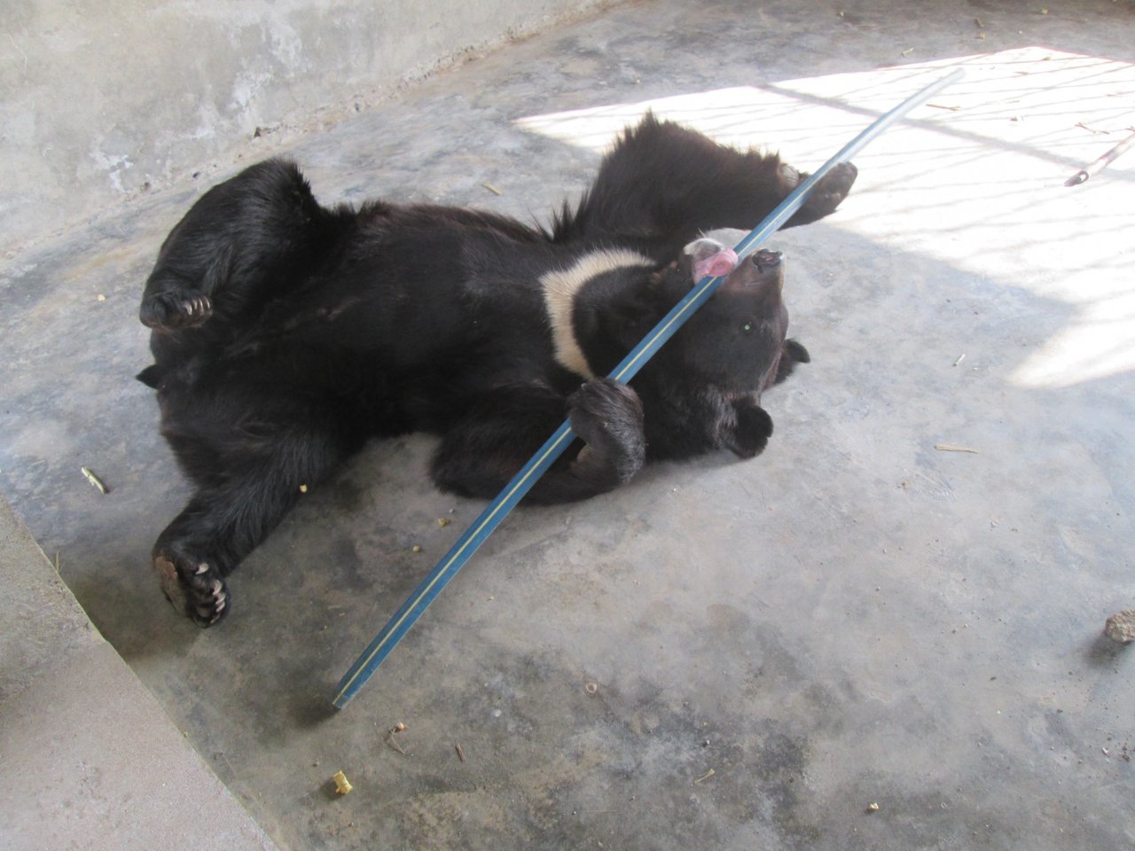 Reddet bjørn i Balkasar-reservatet i Pakistan