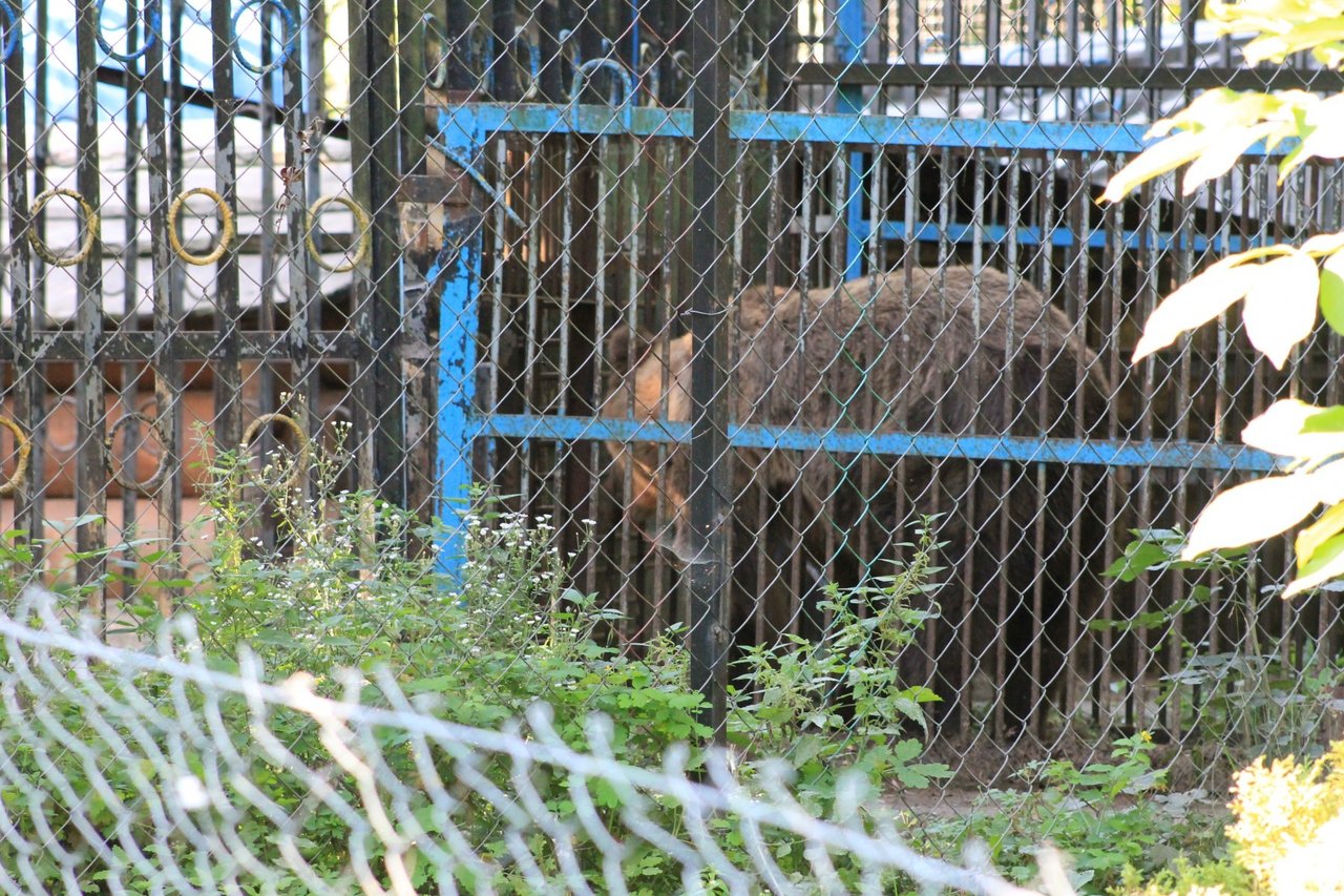 Timka, um urso marrom de 20 anos, sentado em meio à floresta do santuário Libearty