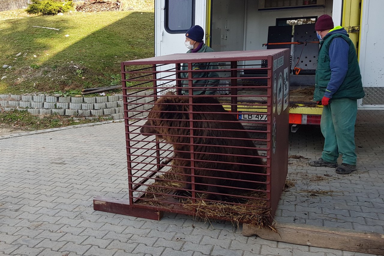 Timka, um urso marrom de 20 anos, sentado em meio à floresta do santuário Libearty