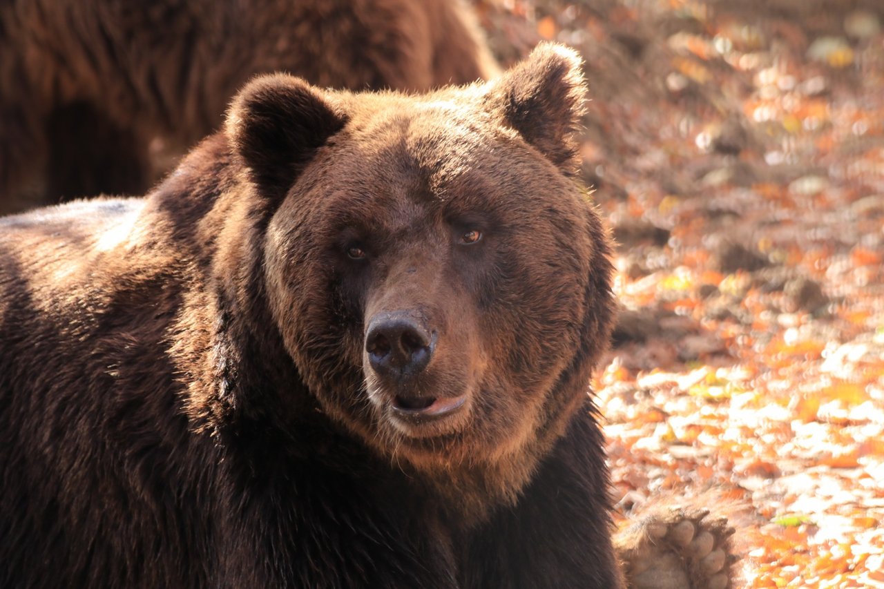 Timka, um urso marrom de 20 anos, sentado em meio à floresta do santuário Libearty