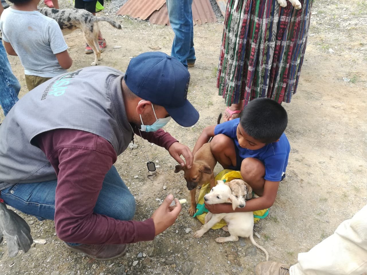 Hund får hjælp efter orkanen Iota, der ramte Guatemala og Nicaragua i 2020