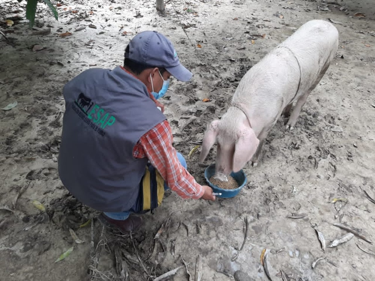 Hund får hjælp efter orkanen Iota, der ramte Guatemala og Nicaragua i 2020