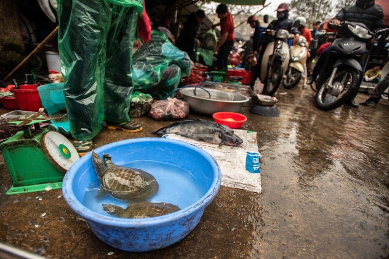 Havskildpadder til salg på et vådmarked i Vietnam
