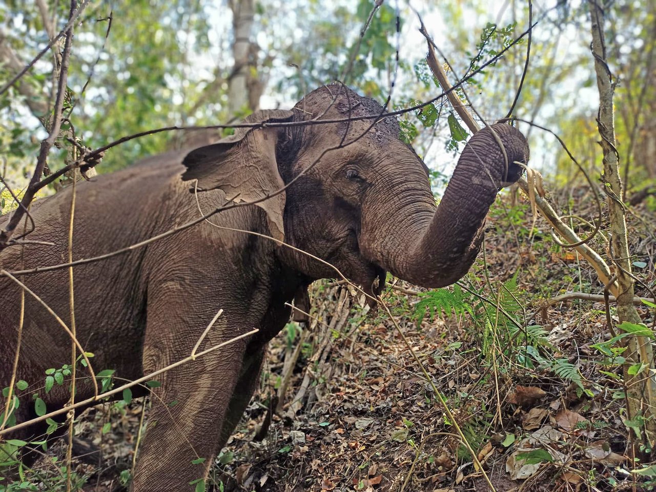 Reddede elefanter i Elephant Valley Project