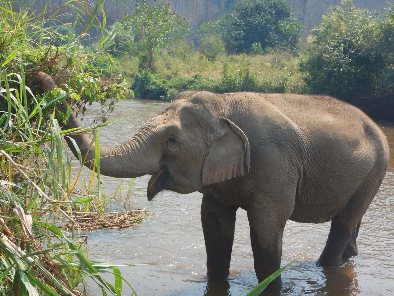Elefanten Mae Kam spiser, mens hun står i floden i Burm and Emily