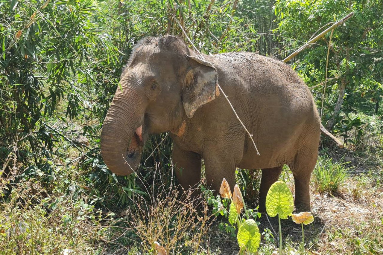 Reddede elefanter i Elephant Valley Project