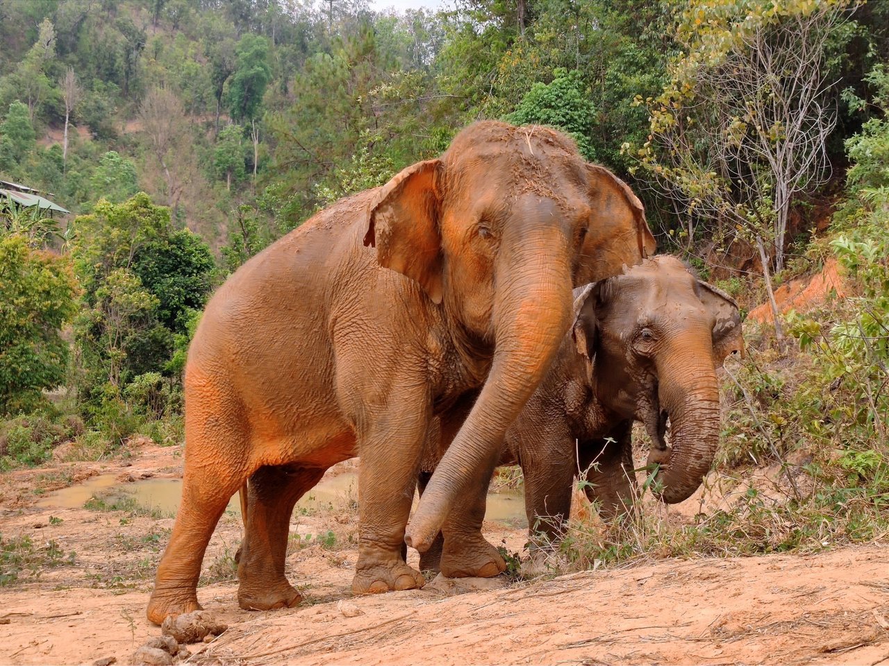 Reddede elefanter i Elephant Valley Project