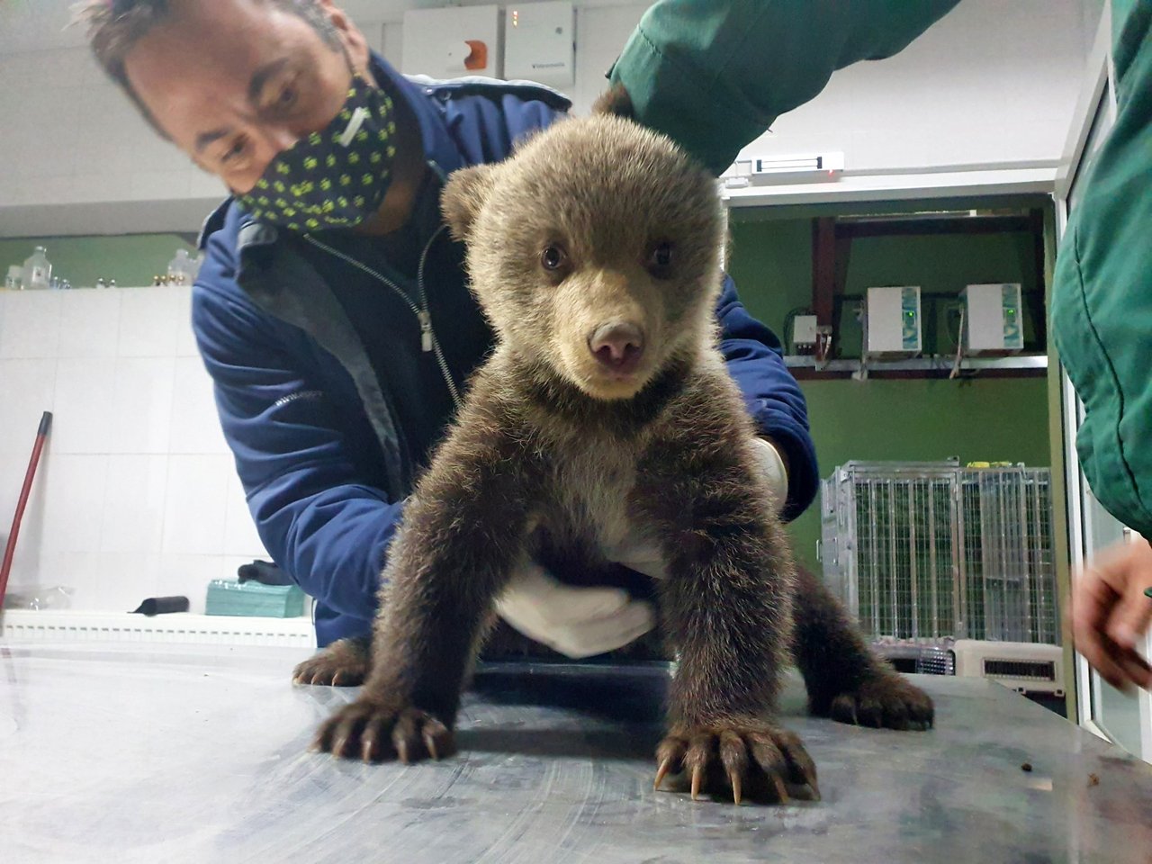 To moderløse bjørneunger blev bragt til Libearty-reservatet i Rumænien den 30. marts 2021