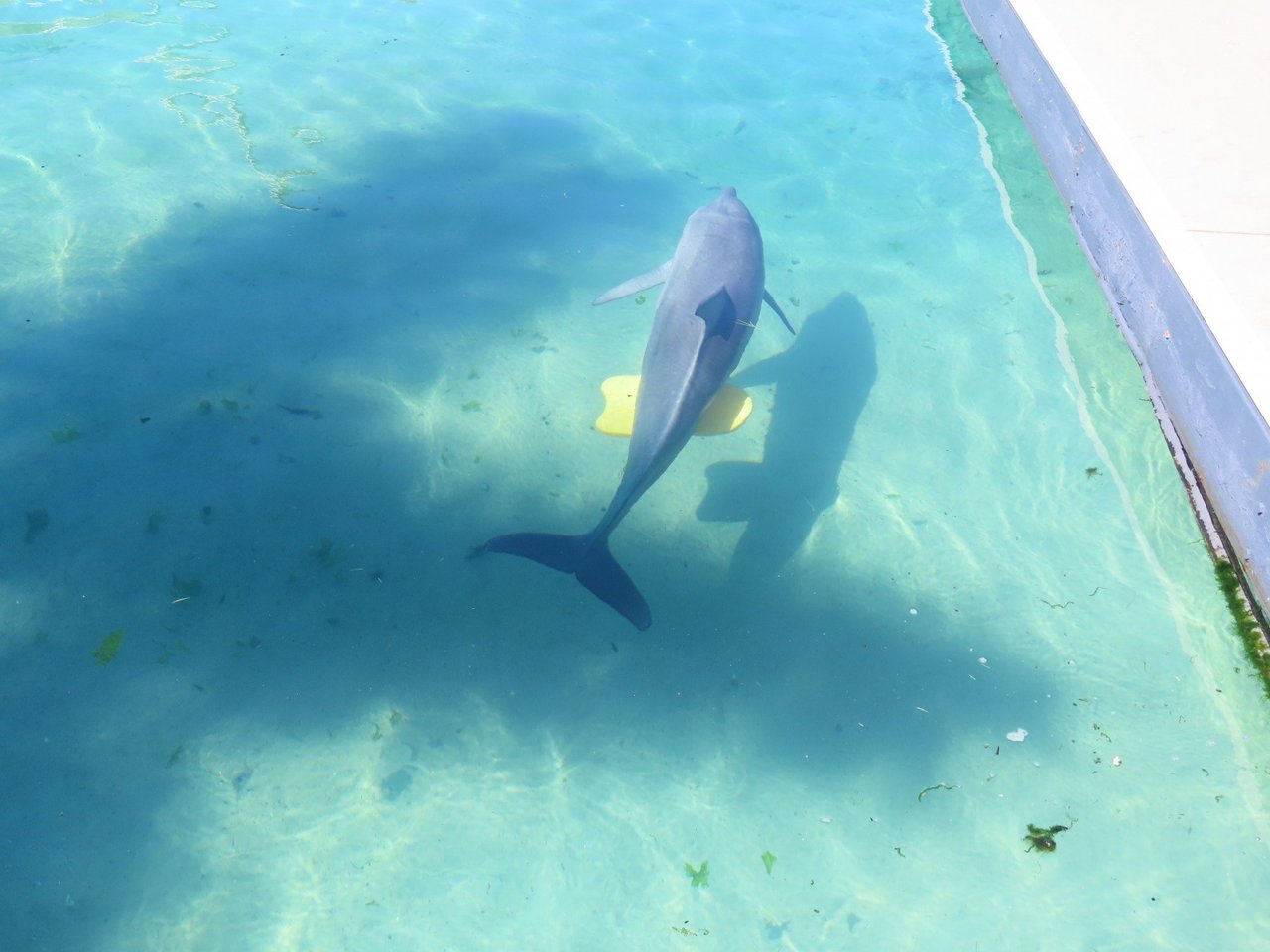 Pod of wild dolphins swimming in Mandurah, Western Australia.