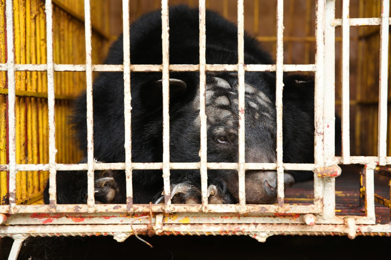 Bjørnen Cam bliver reddet fra sit usle liv på en bjørnegaldefabrik i Vietnam.