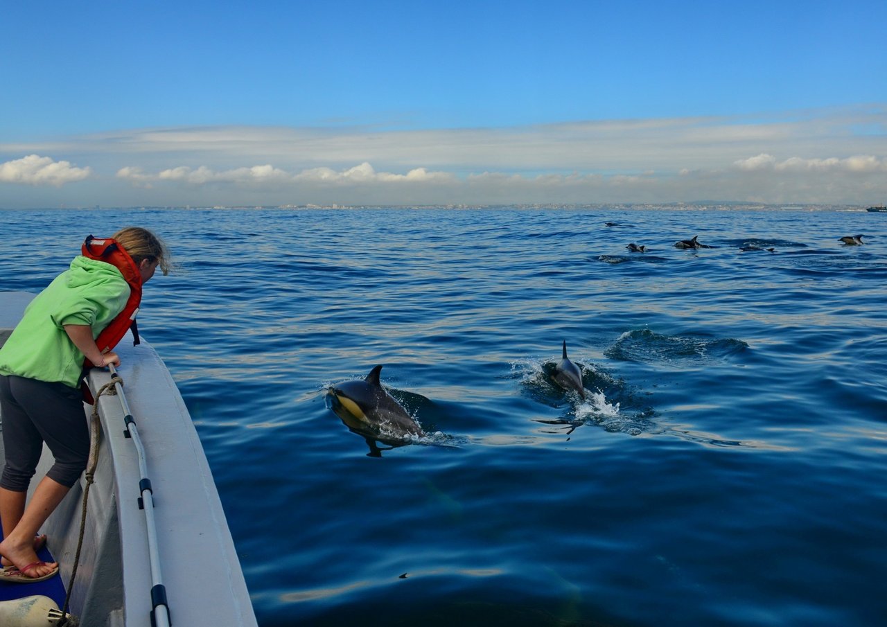 Delfiner i naturen, hvor de hører hjemme