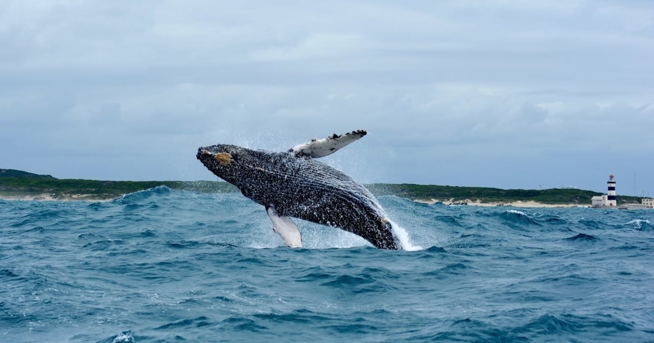 Algoa Bay i Sydafrika er udnævnt til Whale Heritage Site