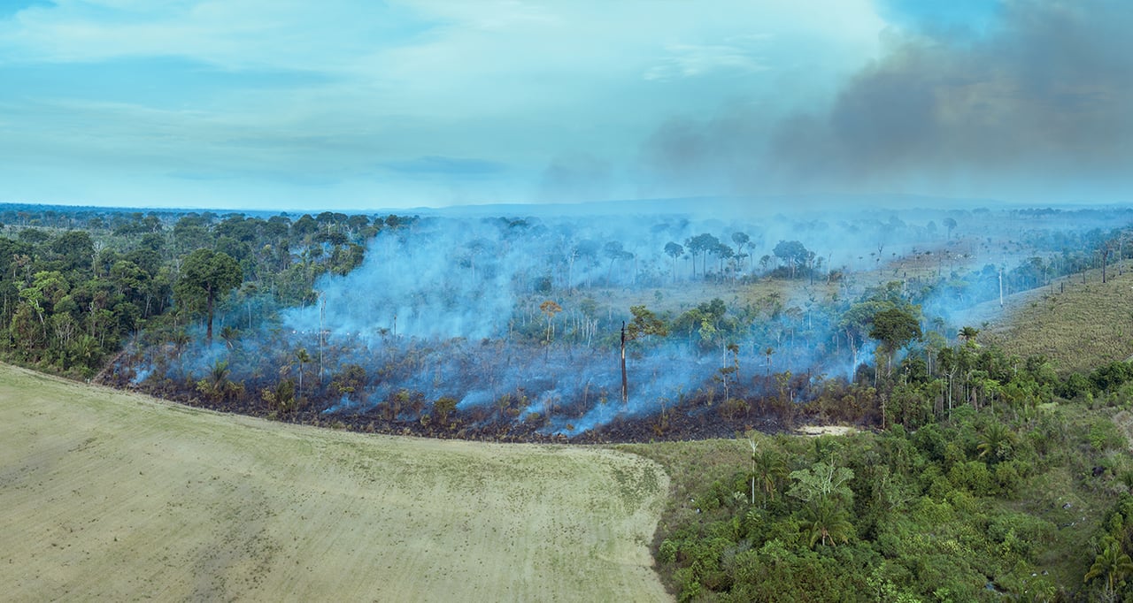  Illegal fire burn forest trees in the Amazon rainforest, Brazil.