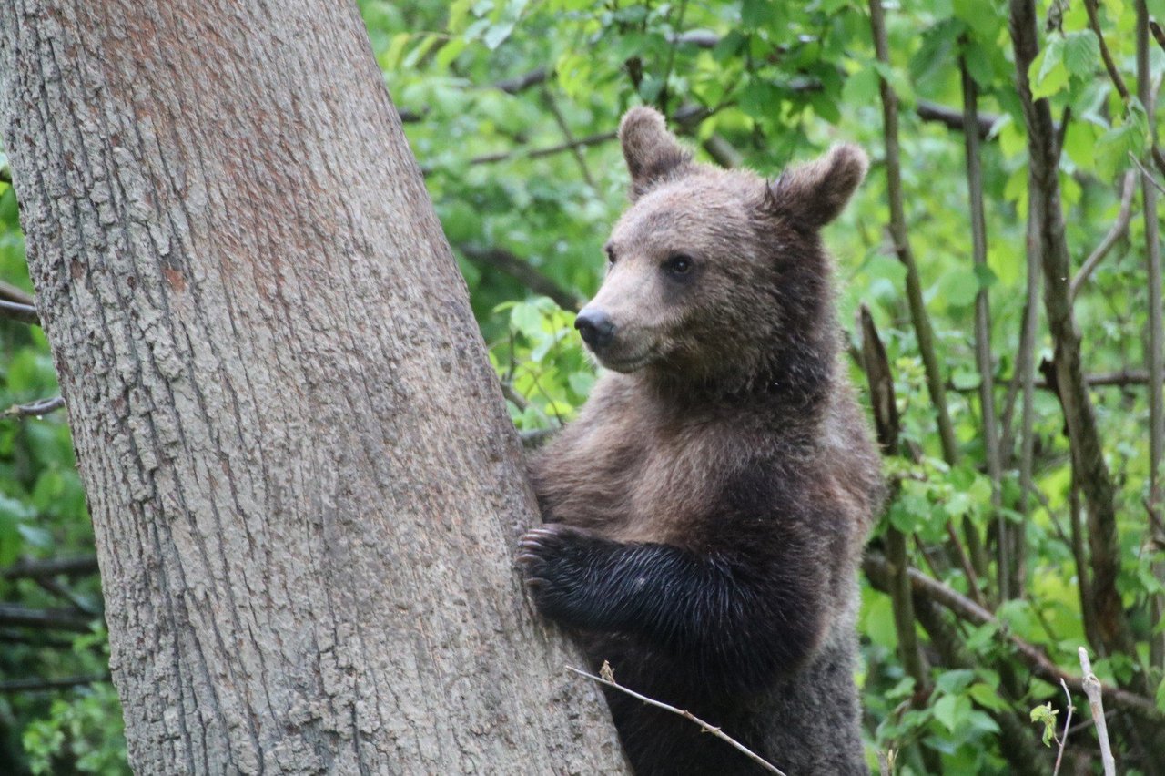 Maxie har fået nyt mod på livet under de beskyttede forhold i bjørnereservatet Libearty i Rumænien. Foto: AMP