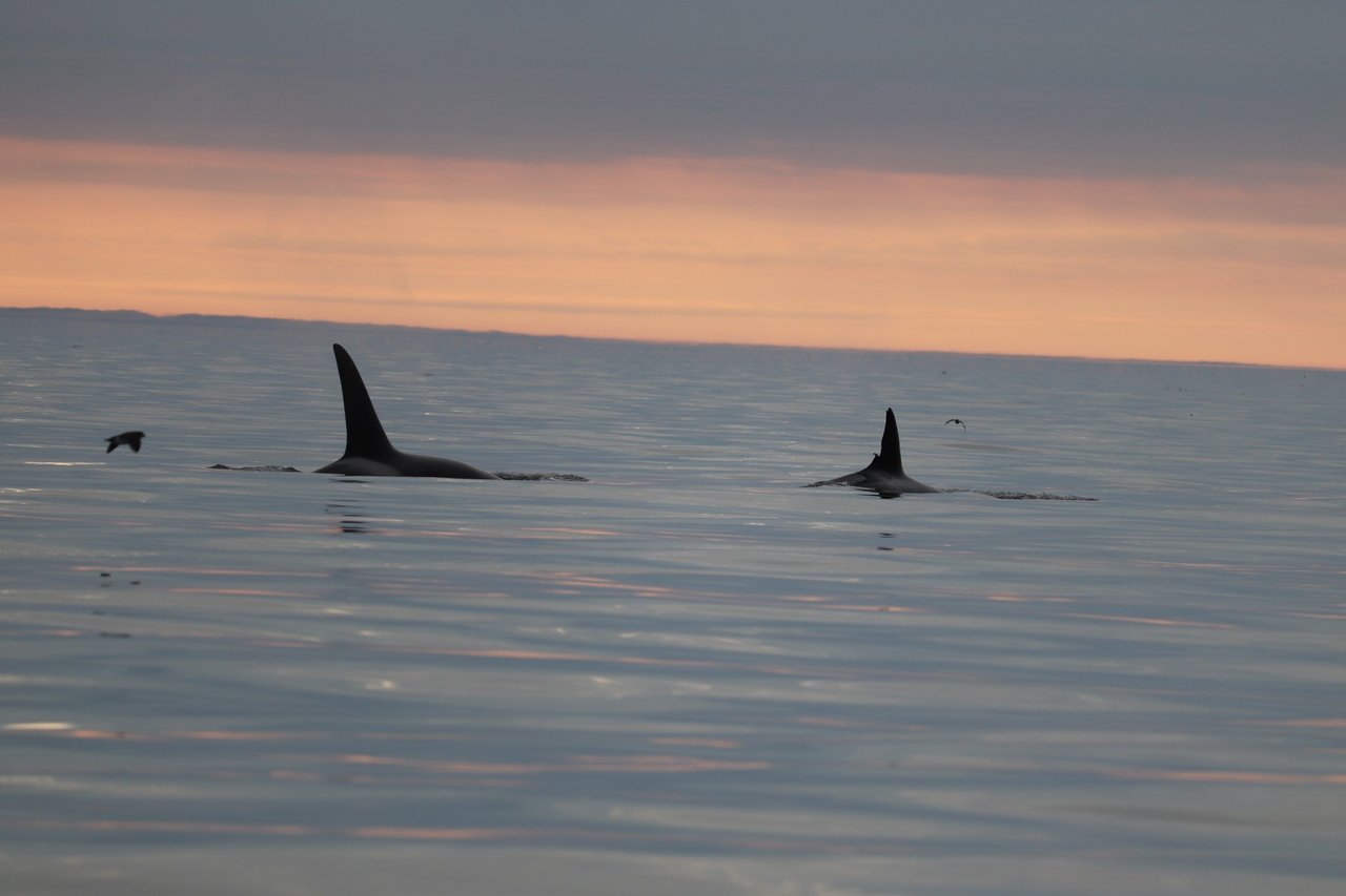 Whales in the wild at Algoa Bay Whale Heritage Site in South Africa