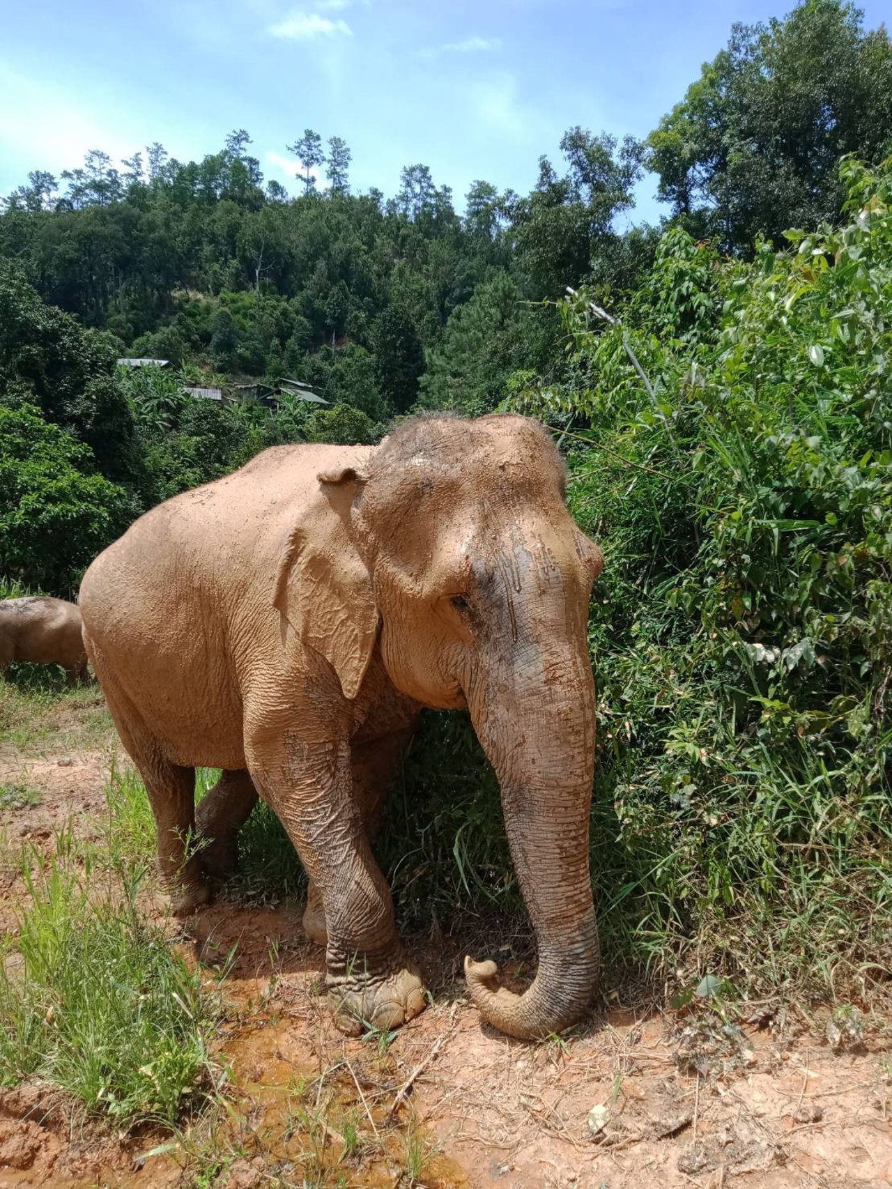 Glade elefanter i Mahouts Elephant Foundation