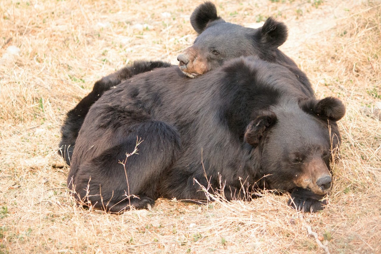 En bjørn reddet fra bjørnegaldeindustrien i Vietnam nyder nu livet i et bjørnereservat drevet af Animals Asia. Foto: Jo-Anne McArthur / We Animals Media