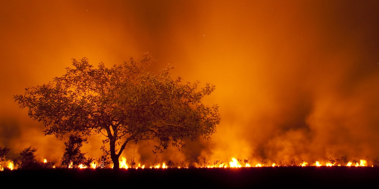 Flugtruter i Pantanal hjælper de vilde dyr til at undslippe brandene