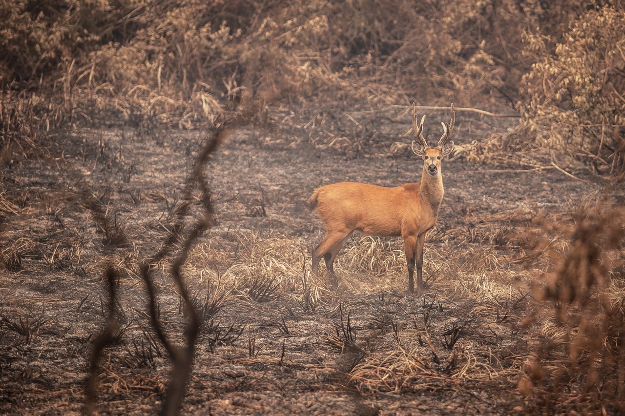 pantanal-fires-response