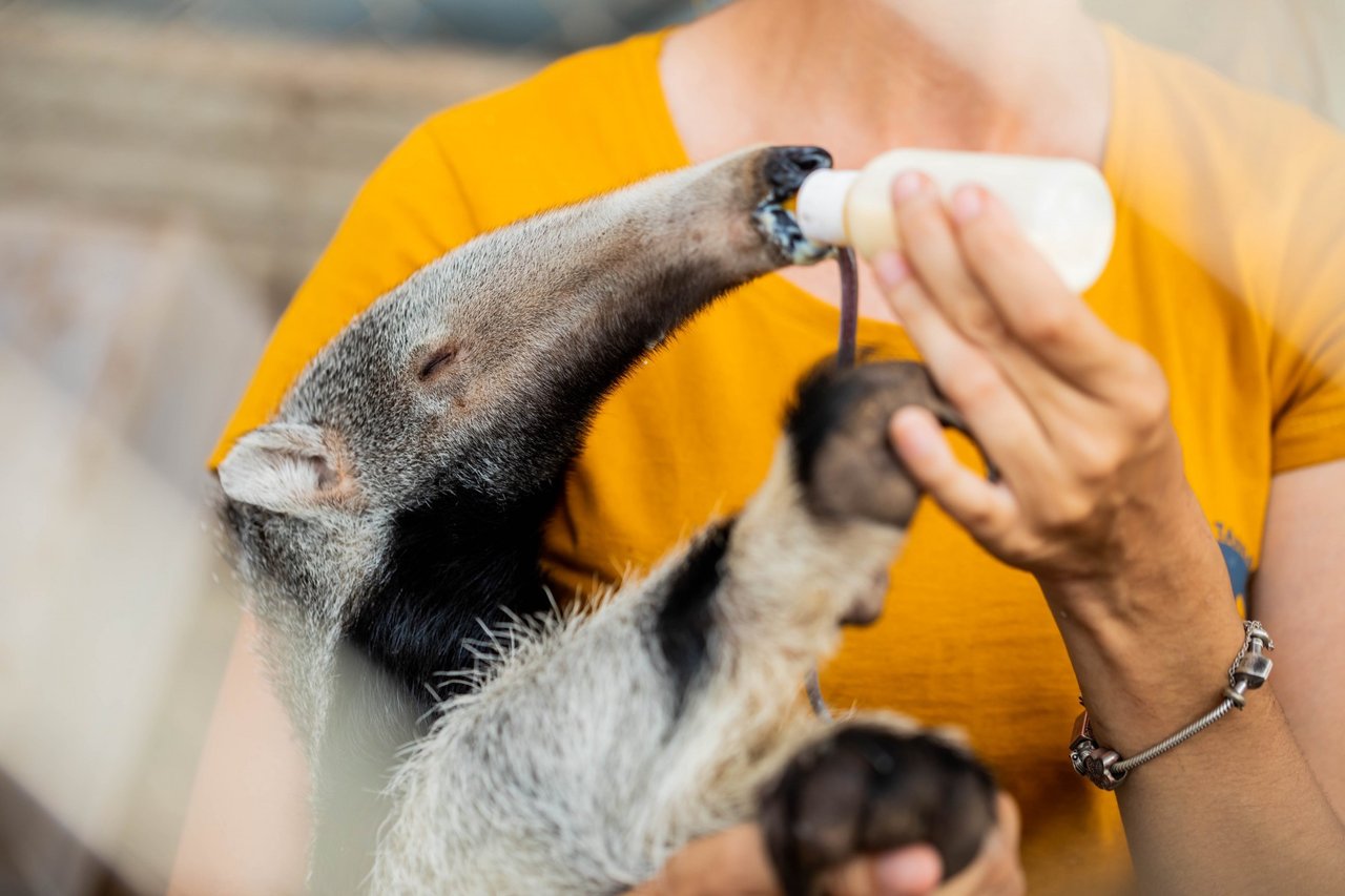 Órfãos do Fogo behandler og rehabiliterer myreslugerunger, der er ofre for brandene i Pantanal, Brasilien