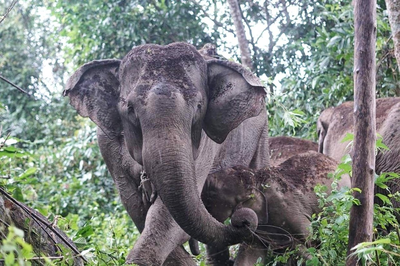 Elefanten Mayura og hendes mor Mae Gorgae i den elefantvenlige lejr ChangChill i Thailand.