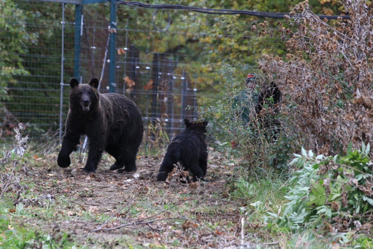 Bjørnemoren og hendes to unger, der ankom til Libearty-reservatet i november.