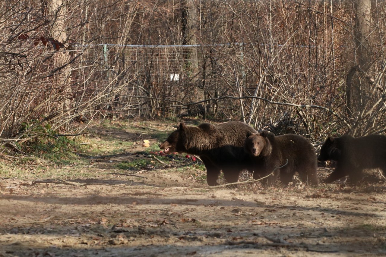 Bjørnemoren og hendes to unger, der ankom til Libearty-reservatet i november.