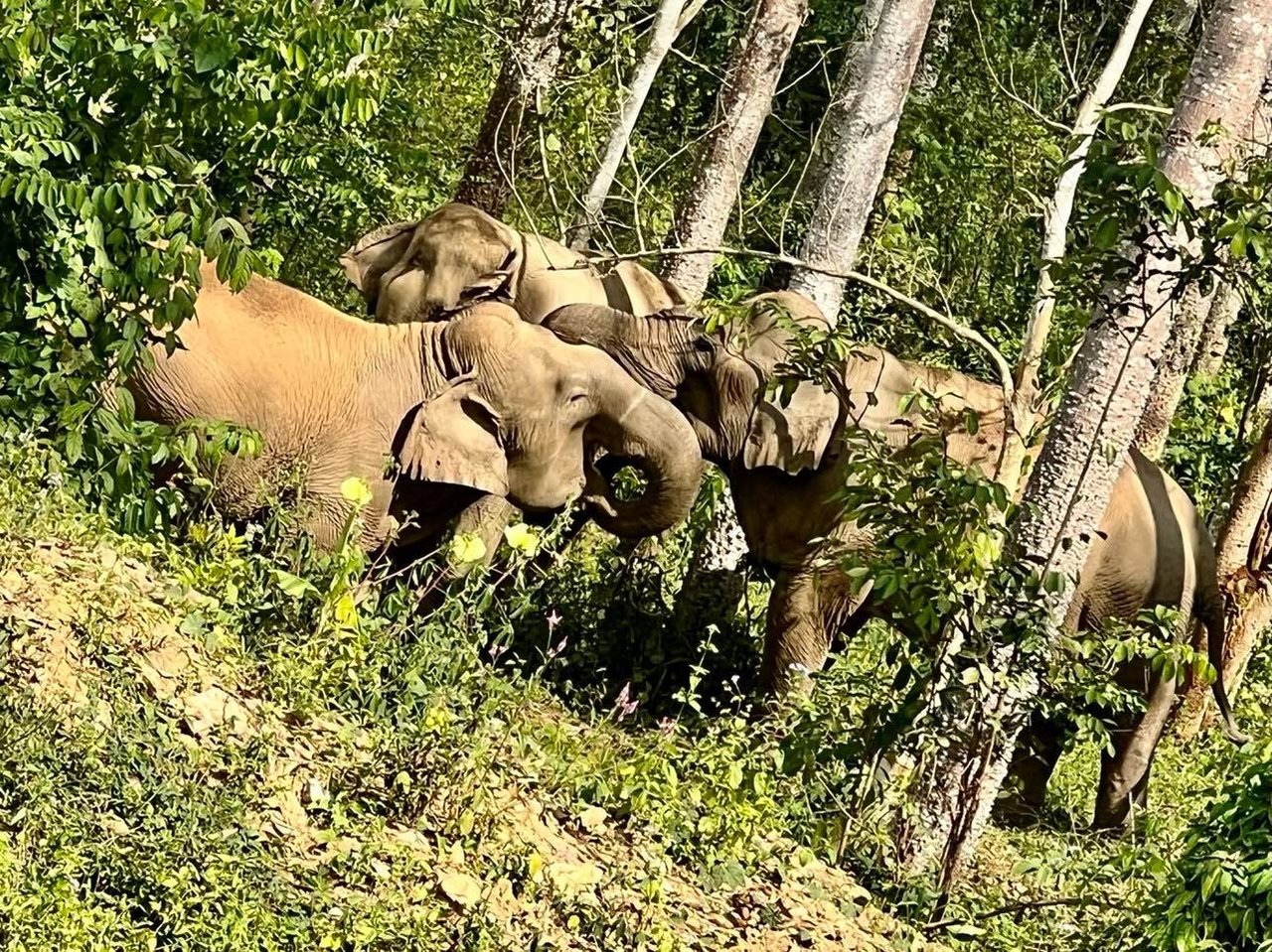 Elefanten Mayura og hendes mor Mae Gorgae i den elefantvenlige lejr ChangChill i Thailand.